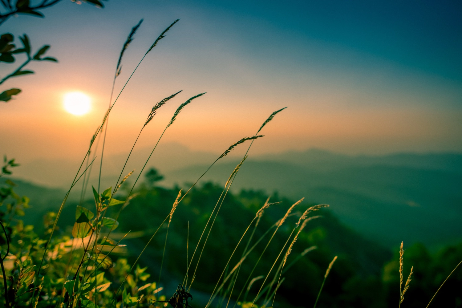 10 mẹo hàng đầu để chụp ảnh cây cối đẹp hơn