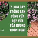 7 loại cây trồng ban công vừa đẹp vừa tỏa hương thơm ngát