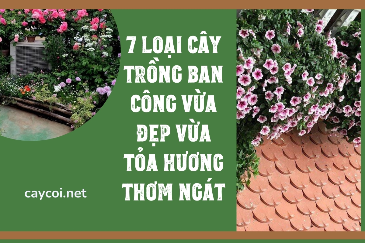 cây Xà Cừ