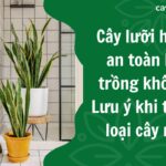 Cây lưỡi hổ có an toàn khi trồng không Lưu ý khi trồng loại cây này