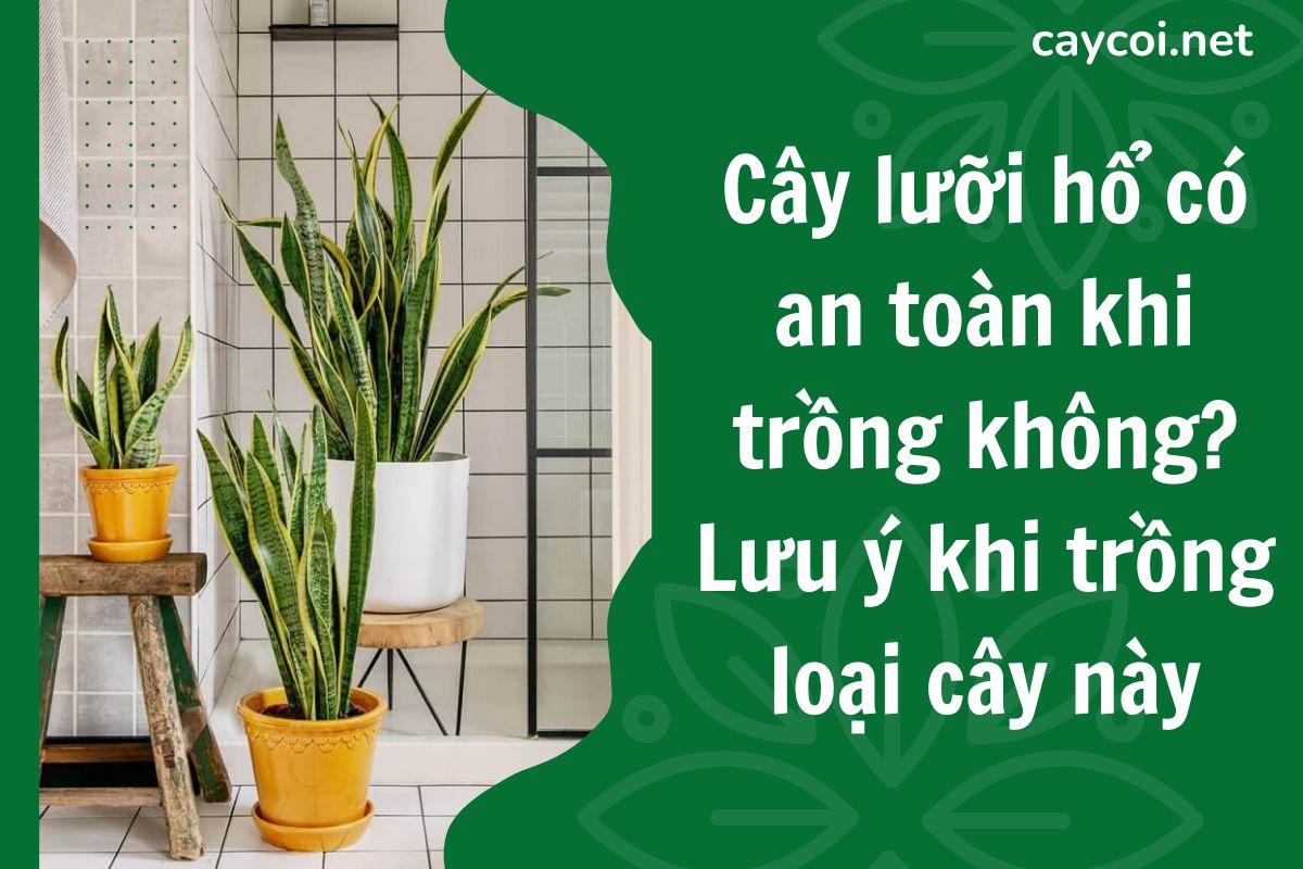 Cây lưỡi hổ có an toàn khi trồng không Lưu ý khi trồng loại cây này
