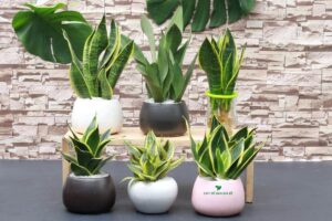 Cây lưỡi hổ có thân dạng dẹt.
