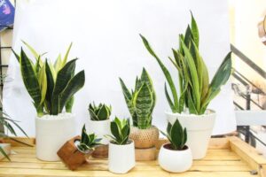 Màu sắc của lưỡi hổ giúp bạn thư giãn, cải thiện tâm trạng rất tốt, giảm stress sau những ngày làm việc vất vả.