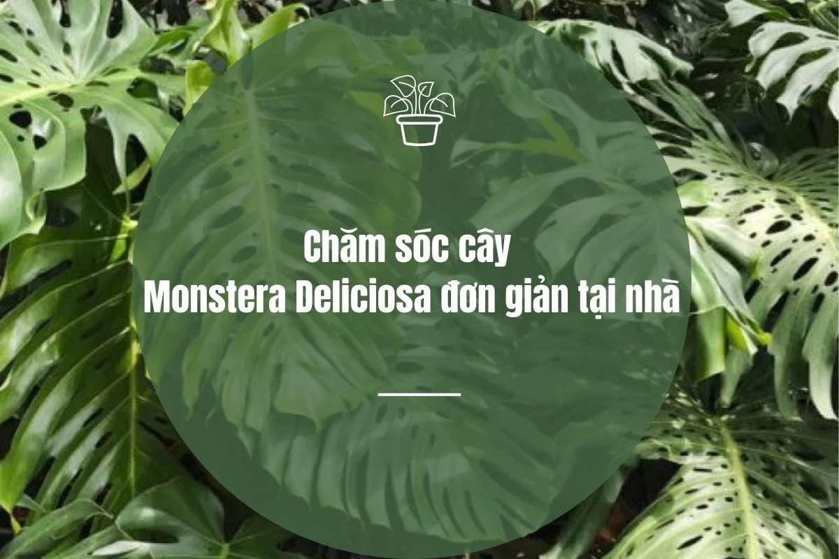 Chăm sóc cây Monstera Deliciosa đơn giản tại nhà