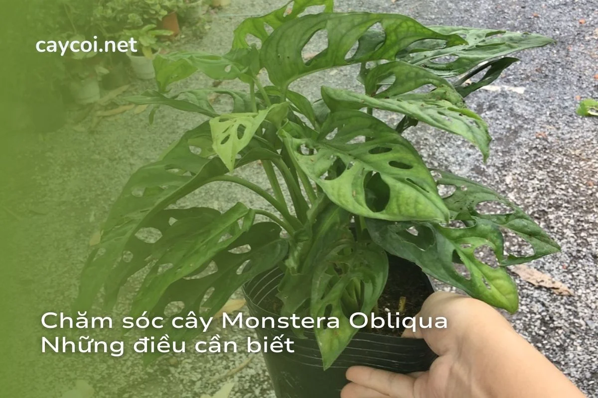 Chăm sóc Monstera Obliqua