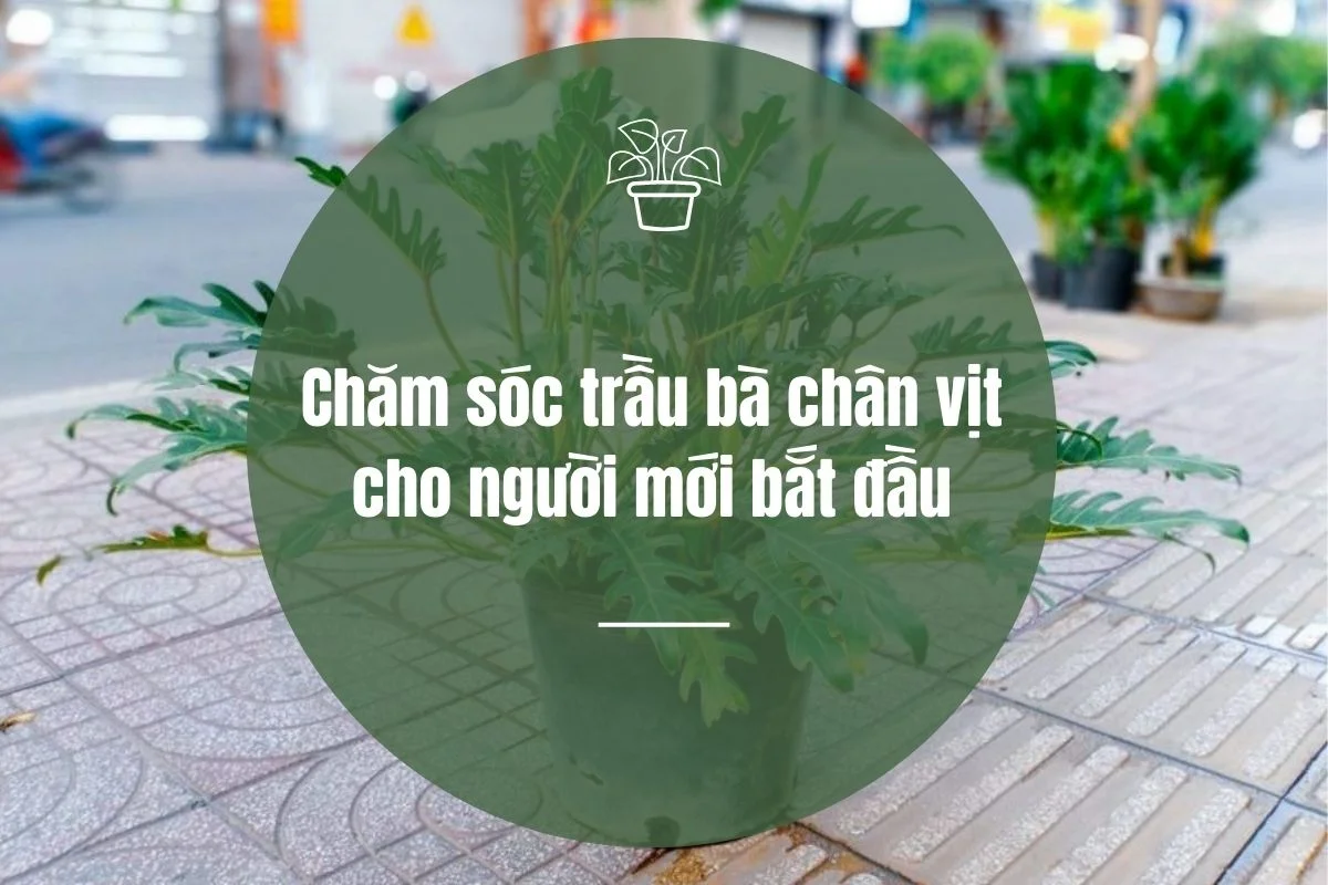 Chăm sóc trầu bà chân vịt