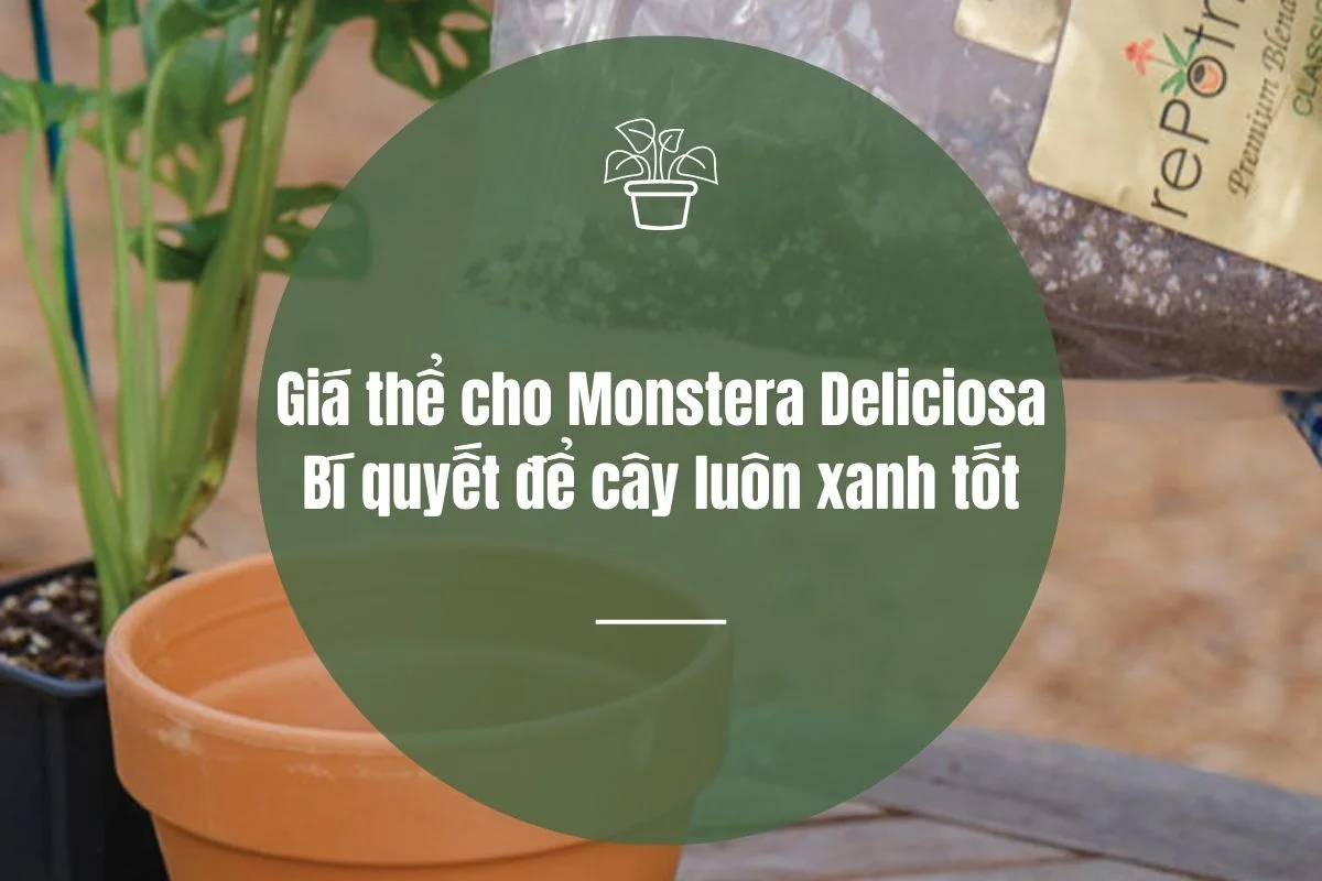 Giá thể cho Monstera Deliciosa: Bí quyết để cây luôn xanh tốt