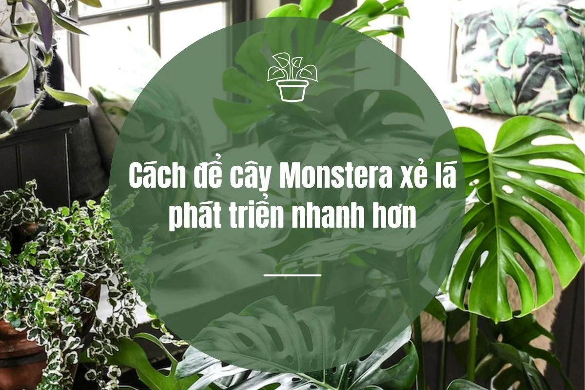 Mất bao lâu thì cây monstera xẻ lá