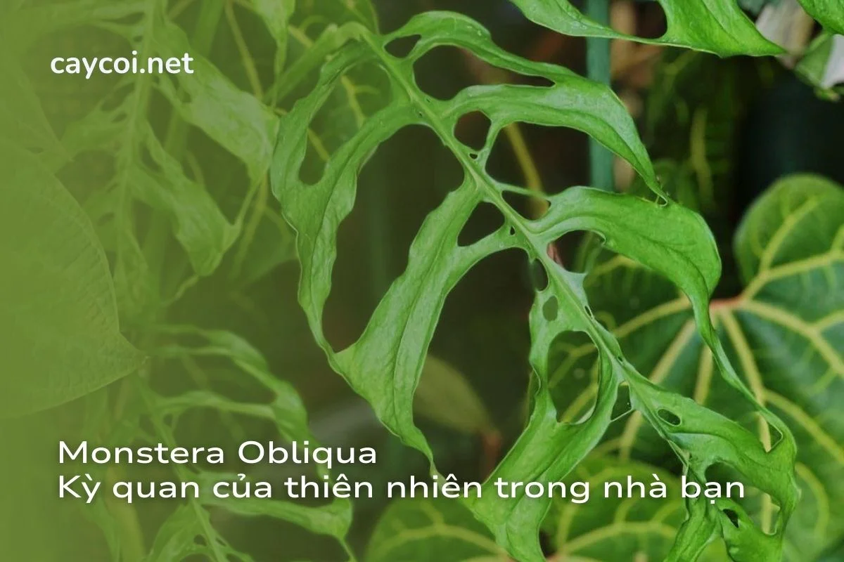 Monstera Obliqua kỳ quan trong nhà