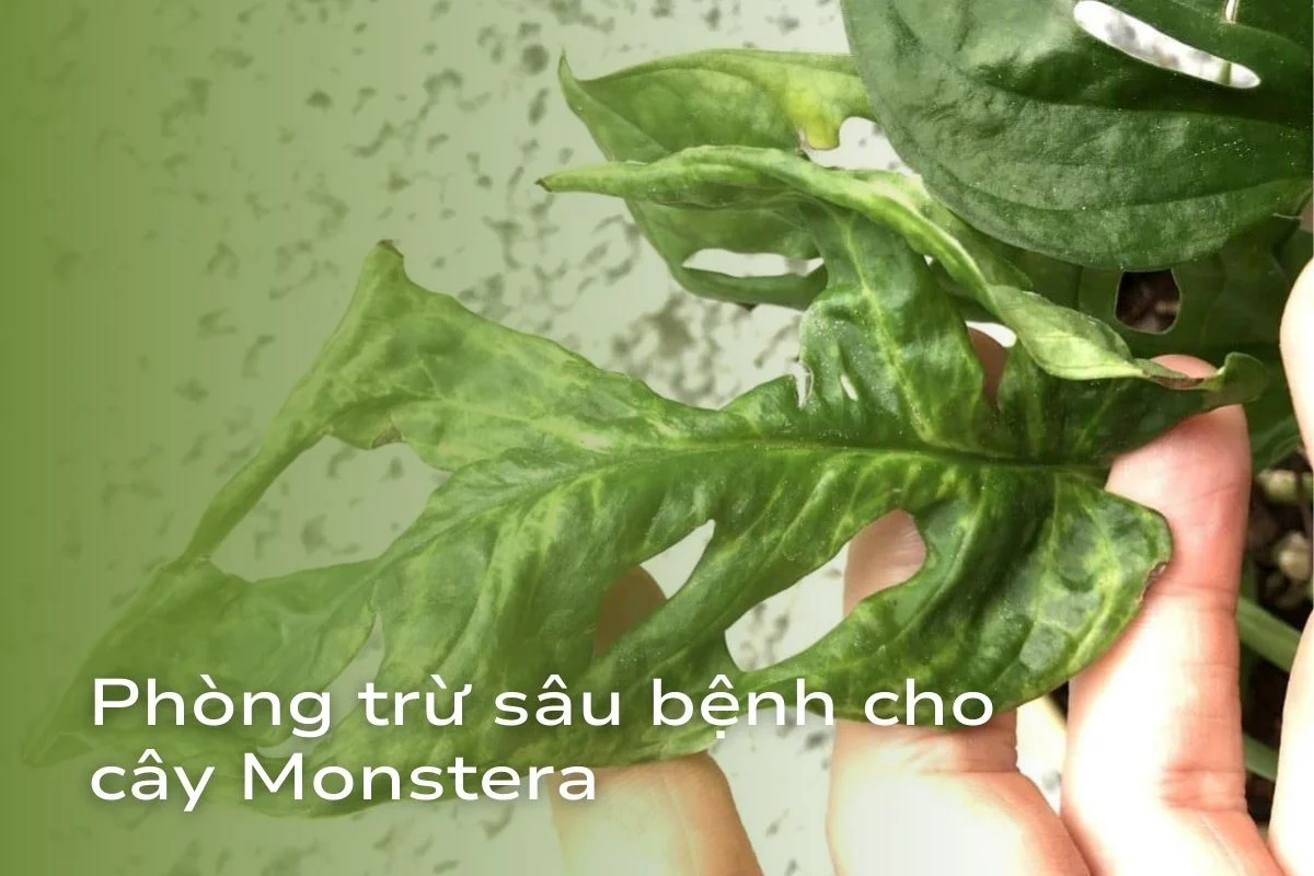 cây Xà Cừ