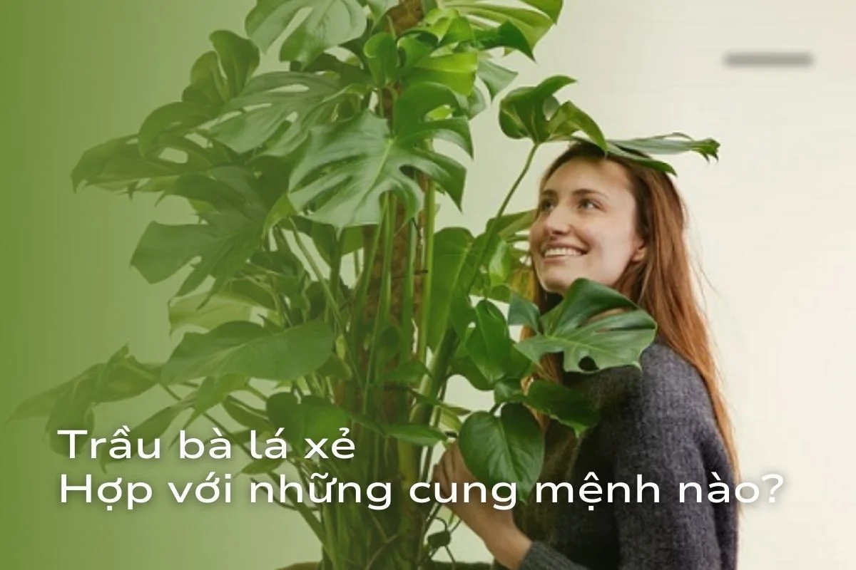 Trầu bà lá xẻ hợp với những cung mệnh nào