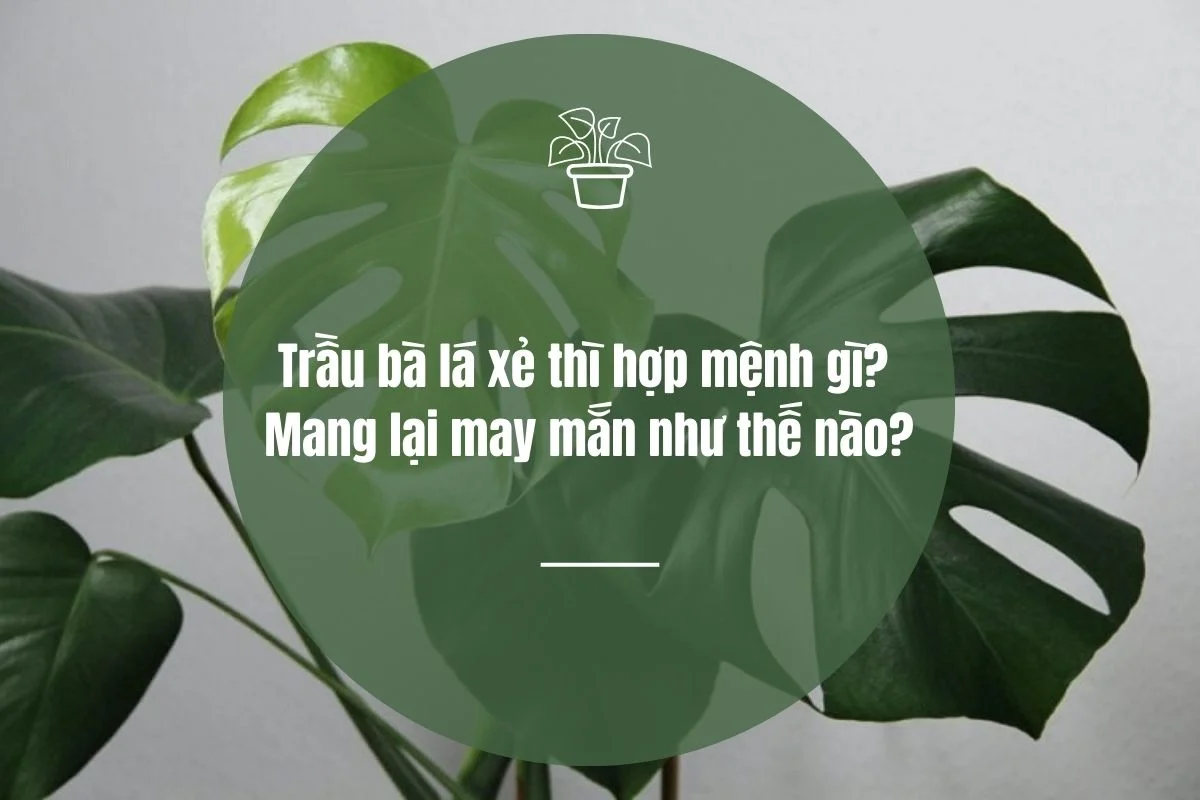 Trầu bà lá xẻ thì hợp mệnh gì? Mang lại may mắn như thế nào?