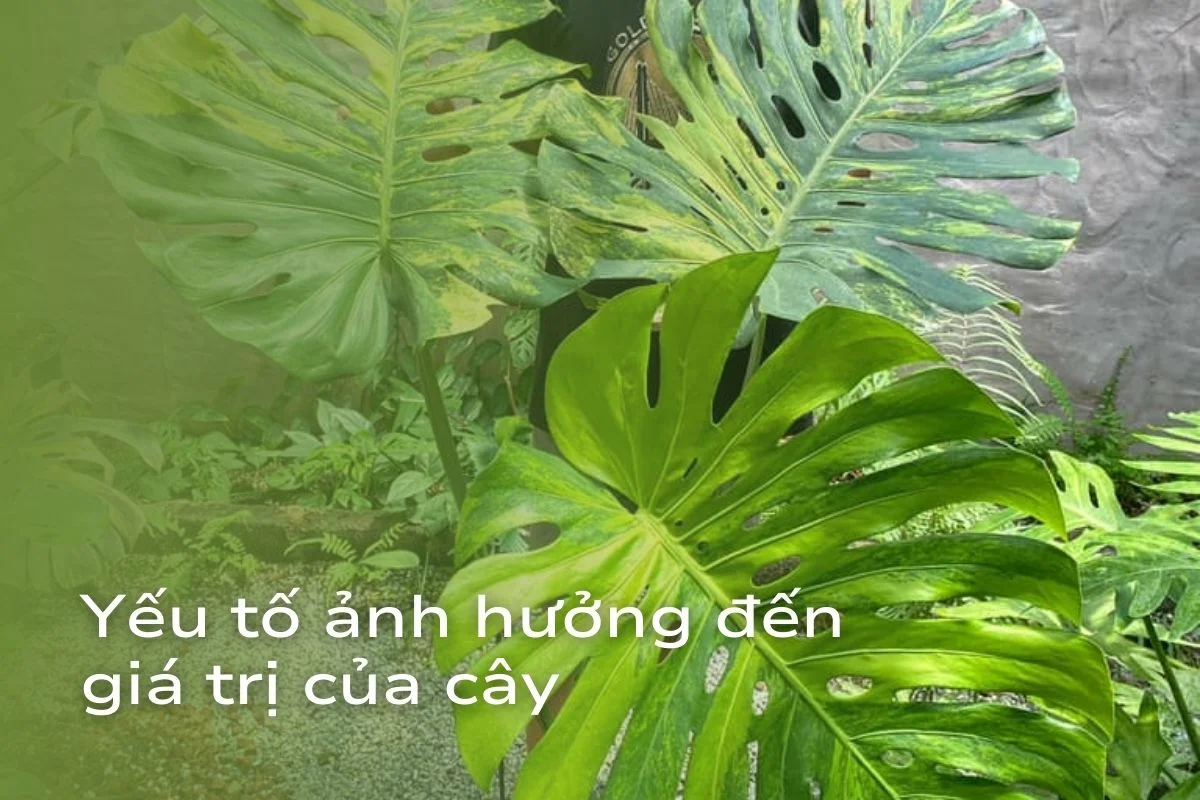 cây Hoa Ban Tây Bắc