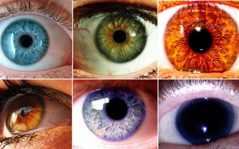 Các màu mắt khác nhau do số lượng melanin và sự tán nhiệt ánh sáng tạo thành