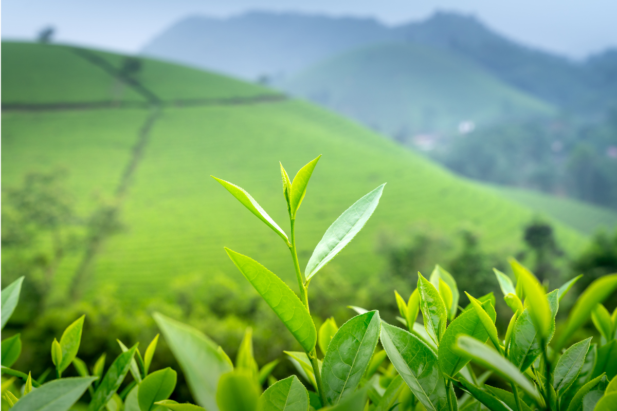 Trà xanh chứa nhiều chất chống oxy hóa như EGCG, giúp chống viêm, giảm sản xuất bã nhờn và ức chế vi khuẩn gây mụn.