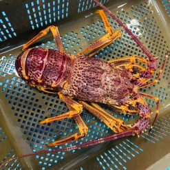 Tom Hum Nam Uc 1 1 1