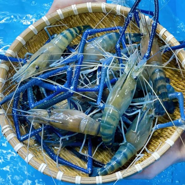 Phan phoi hai san tuoi song tai Nam Dinh 1