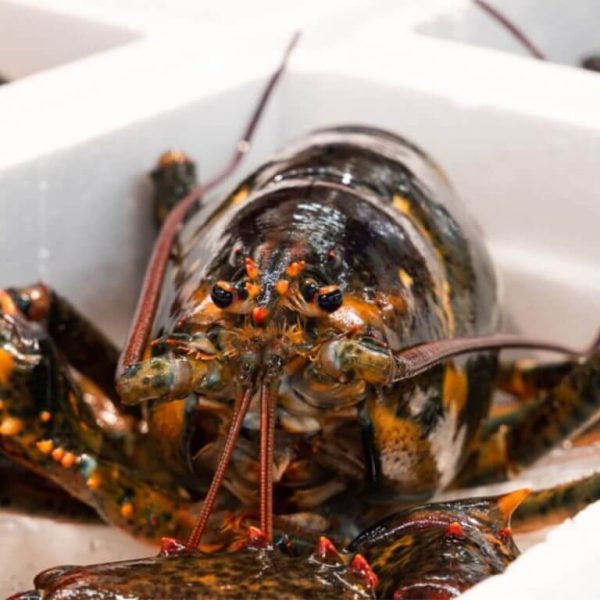 Hai san tuoi song 2 1