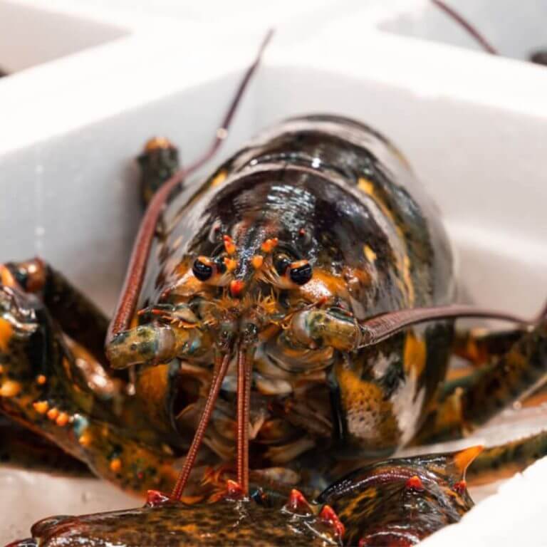 Hai san tuoi song 2 1