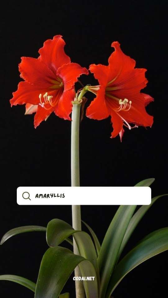 Hoa loa kèn đỏ (Cây thuộc chi Amaryllis)