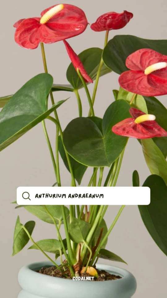 Hoa Hồng Môn (Anthurium andraeanum)
