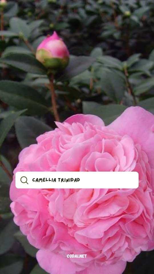 Hoa trà Trinidad (Camellia Trinidad) 