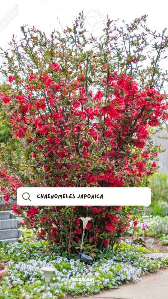 Cây hoa mai đỏ (Cây Mộc Qua, Chaenomeles Japonica)