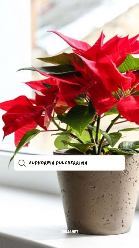 Hoa Trạng Nguyên (Euphorbia pulcherrima)