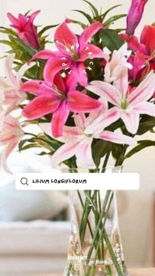Hoa ly (Lilium longiflorum, hoa Huệ Tây)