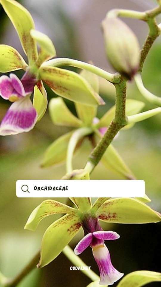 Hoa Lan (Cây thuộc họ Orchidaceae)