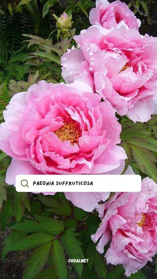 Hoa mẫu đơn (Paeonia suffruticosa)