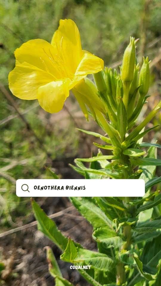 Hoa Anh Thảo (Oenothera biennis)