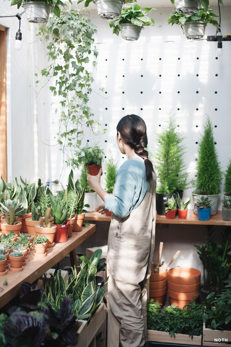 Shop cây Indoor Plant: Trải nghiệm không gian tại vườn NOTH