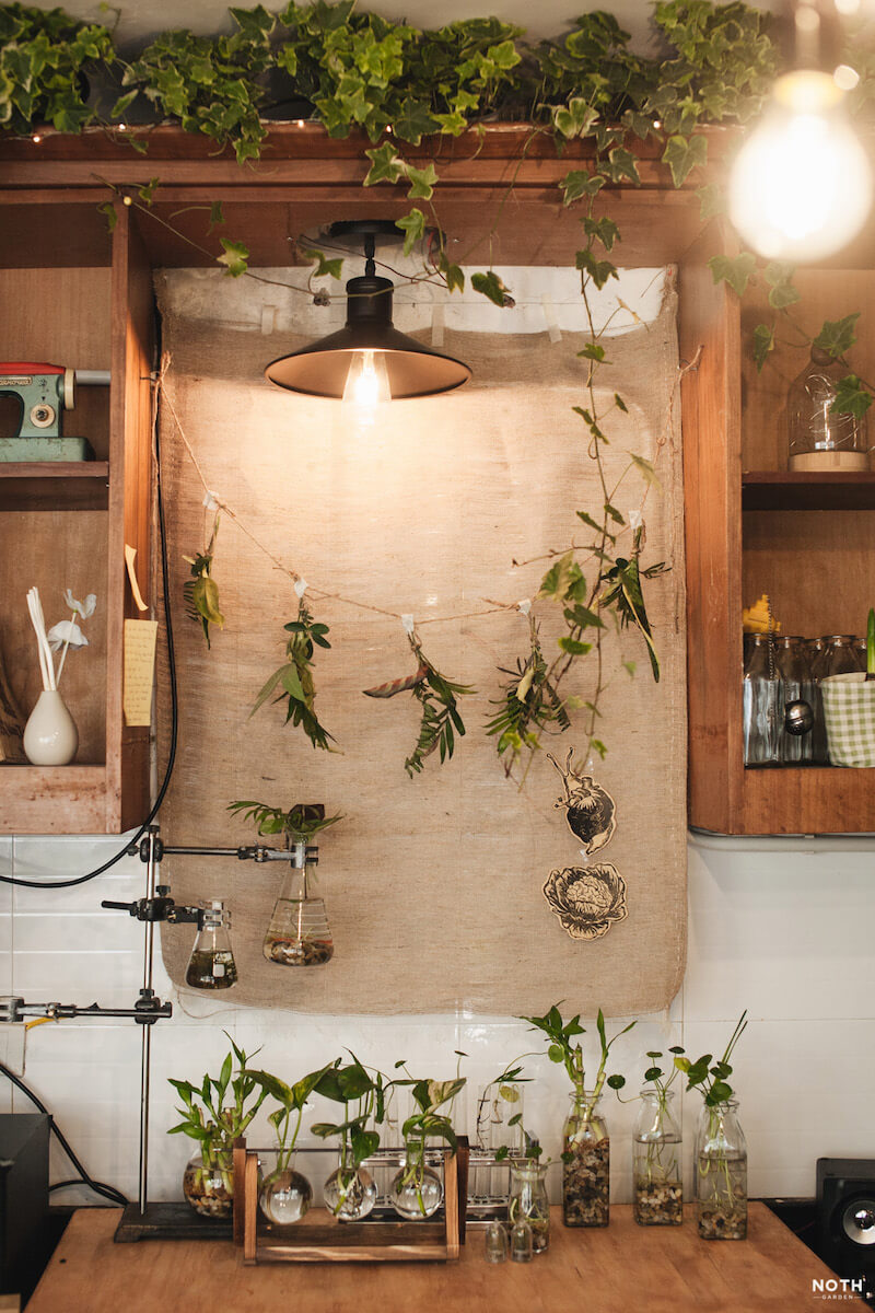 Shop cây Indoor Plant: Trải nghiệm không gian tại vườn NOTH