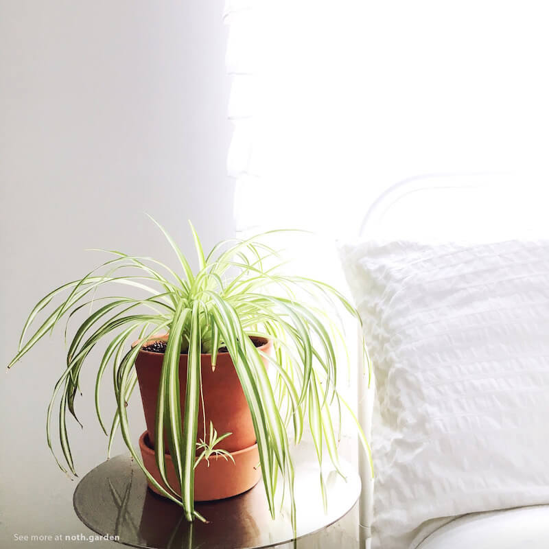 TOP 8 loại cây cảnh trong nhà Indoor Plant giúp bạn cải thiện giấc ngủ