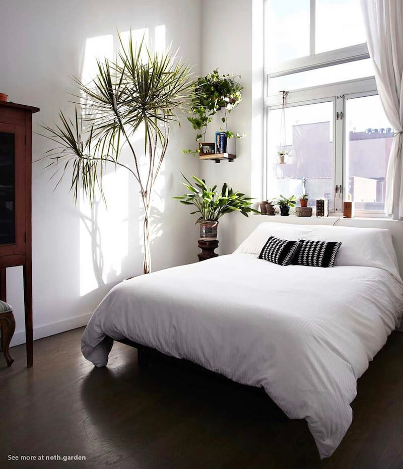 TOP 8 loại cây cảnh trong nhà Indoor Plant giúp bạn cải thiện giấc ngủ