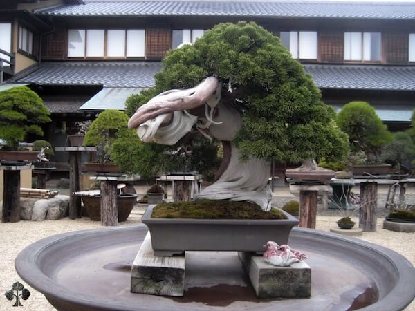 1 - Cây Bonsai 800 tuổi tại vườn Shunka-en, của Kunio Kobayashi