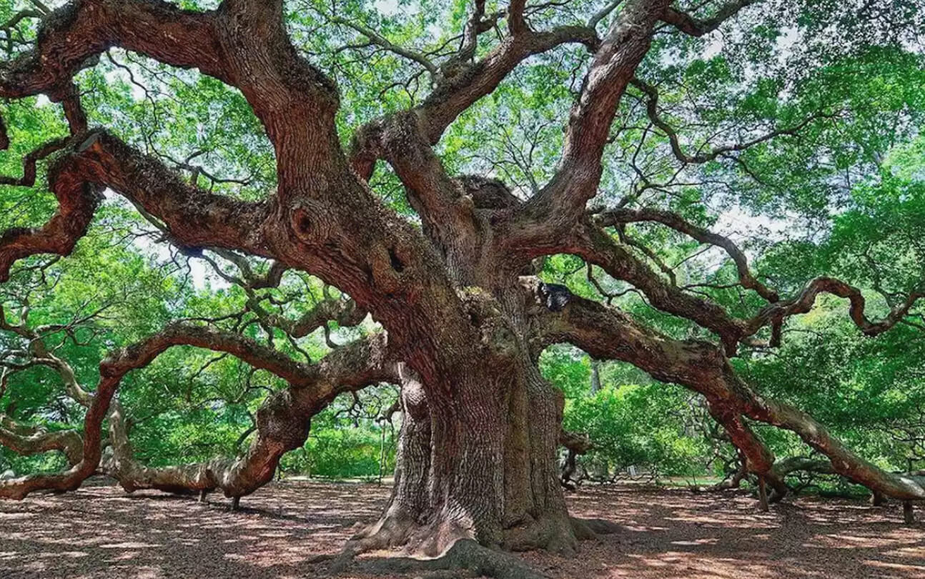 15 cây cổ thụ siêu đặc biệt được xem như những báu vật của nước Mỹ ...