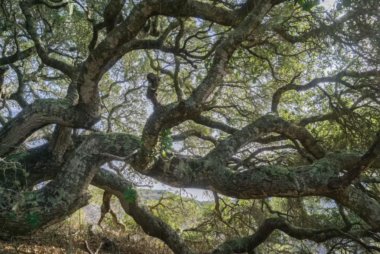 15 cây cổ thụ siêu đặc biệt được xem như những báu vật của nước Mỹ