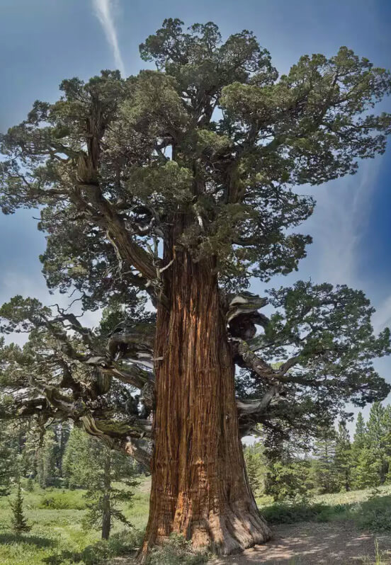15 cây cổ thụ siêu đặc biệt được xem như những báu vật của nước Mỹ