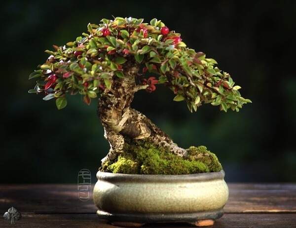 3 - Cây Bonsai Nhỏ Small Bonsai; một cây Shohin của Morten Albek