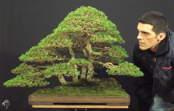 4 - Pinus Silvestris của Stefano Frisoni