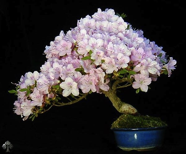 6 - Bonsai hoa của Wolfgang Putz
