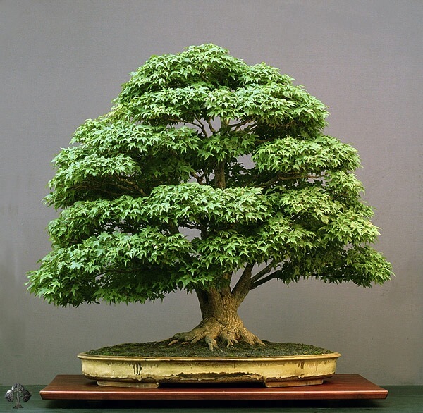 9 - Cây Phong Nhật Japanese maple (Acer palmatum) bởi Walter Pall