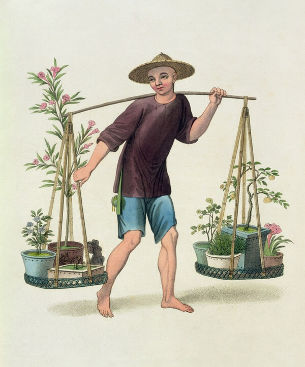 Trồng và bán cây cảnh nhỏ đã sản sinh ra một bộ phận thợ làm vườn lành nghề ở Trung Quốc
