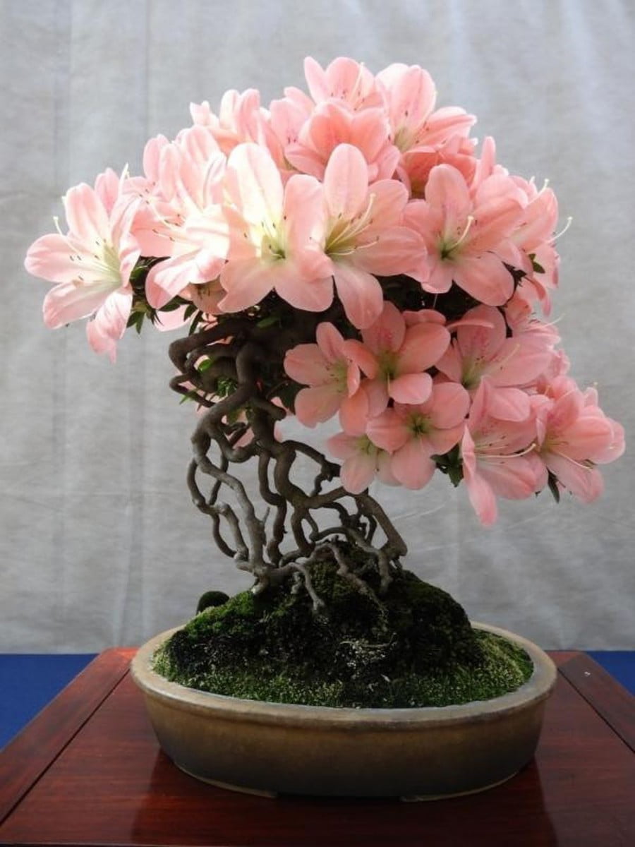 Bonsai Hoa Đỗ Quyên (Azalea, Barringtonia acutangula) khiến đại gia phải ngây ngất