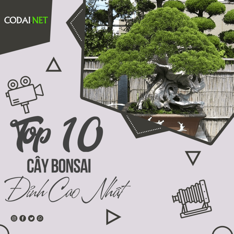 Top 10 cây Bonsai đỉnh cao nhất thế giới