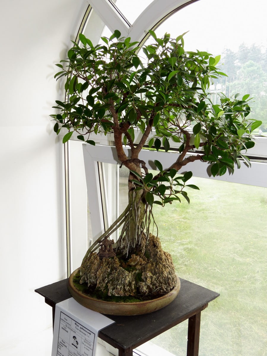 Hướng dẫn nuôi rễ lộ thiên cho cây Bonsai