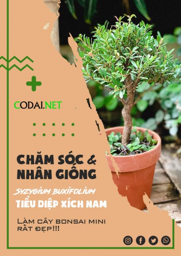 Syzygium buxifolium: Giới thiệu – Hướng dẫn chăm sóc cây Tiểu Diệp Xích Nam
