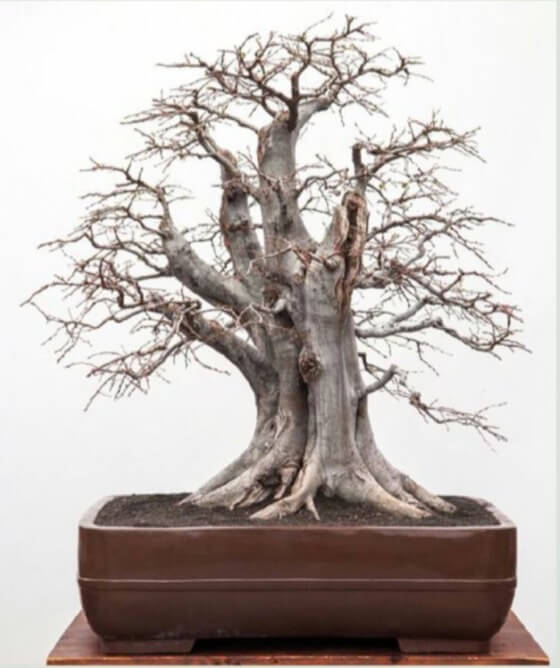 November 2012. The tree was transplanted into a bonsai pot at a workshop with Walter Pall. The crown becomes denser every year. After repotting, all the branches are cut back and only 2-3 buds left, to obtain a dense ramification